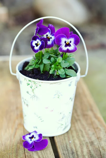 Patinhas violetas em um balde romântico no jardim — Fotografia de Stock