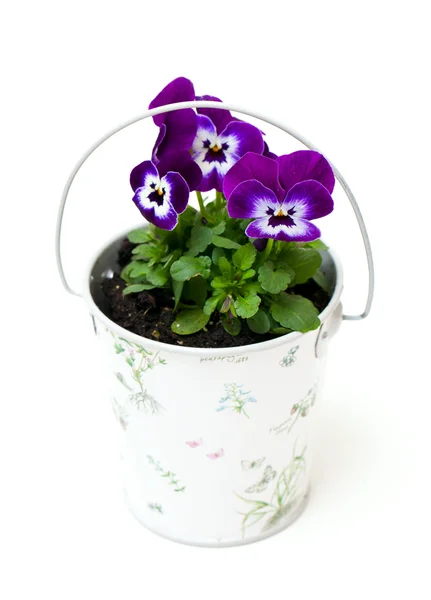 stock image Pansies in a beautiful bucket