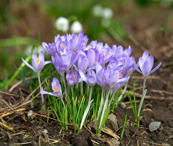 春クロッカスの花 — ストック写真