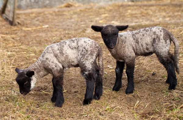 Duas ovelhas bebê preto — Fotografia de Stock