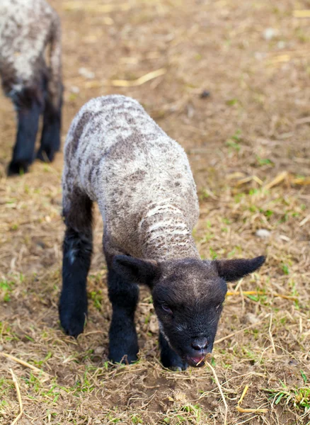 Zwarte baby schapen staande in de schuur — Stockfoto