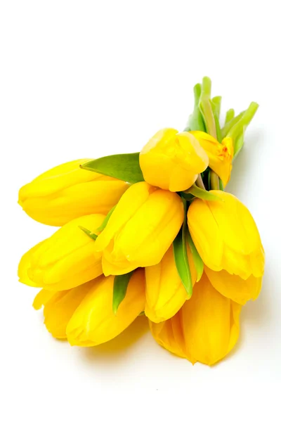 Gule tulipaner - Stock-foto