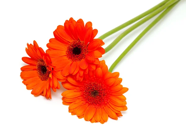 Gerber πορτοκαλί λουλούδι — Φωτογραφία Αρχείου