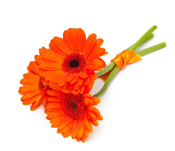 Květina oranžová Gerbera — Stock fotografie