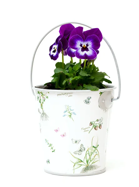 stock image Pansies in a beautiful bucket