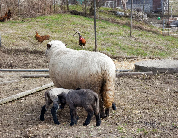 Schafe mit Babys — Stockfoto