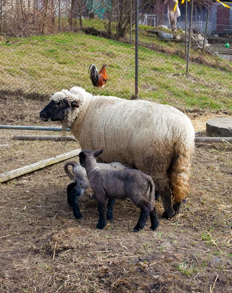 Schafe mit Babys — Stockfoto