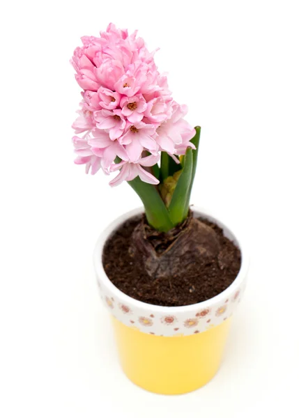 stock image Growing pink hycinth