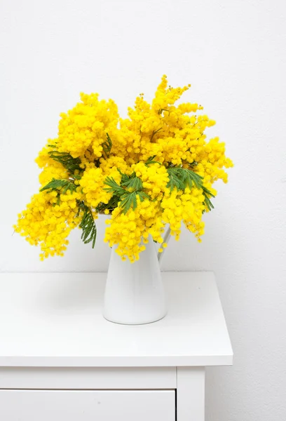 Mimosa — Stock Photo, Image