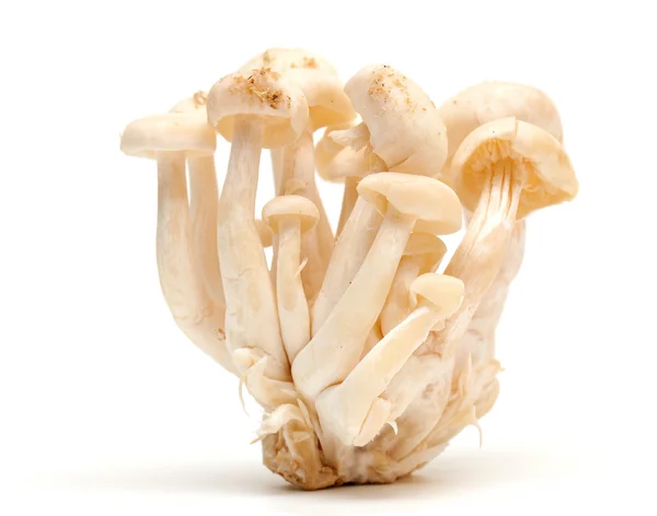 White beech mushrooms — Stock Photo, Image