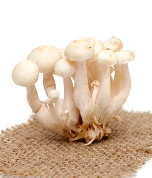 White beech mushrooms — Stock Photo, Image