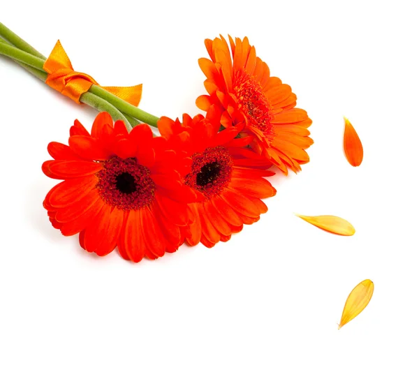 Flor gerber naranja — Foto de Stock