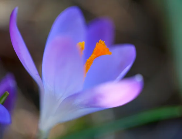 Крокус квіти — стокове фото