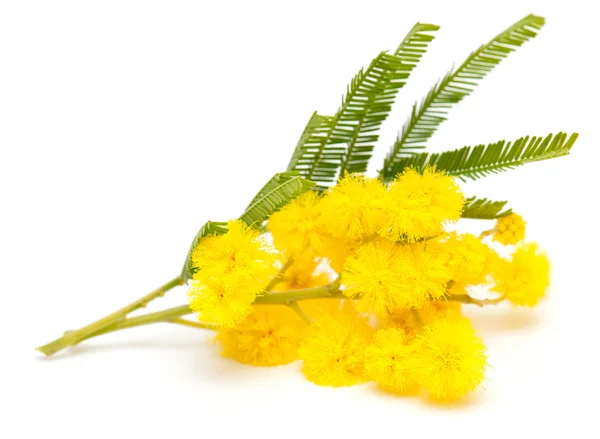 Mimosa — Stock Photo, Image