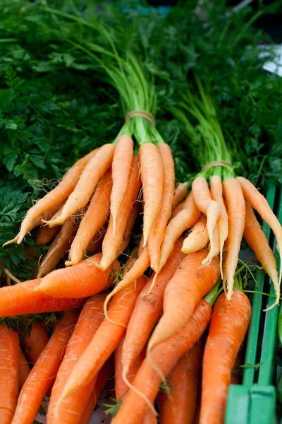 Fresh carrots at farmer — Stock Photo, Image