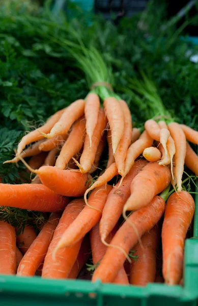 stock image Fresh carrots at farmer