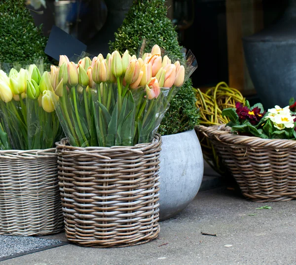 Тюльпан в кошику в квітковому магазині — стокове фото