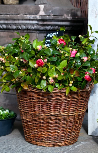 Bunte Blumen auf dem Blumenmarkt — Stockfoto