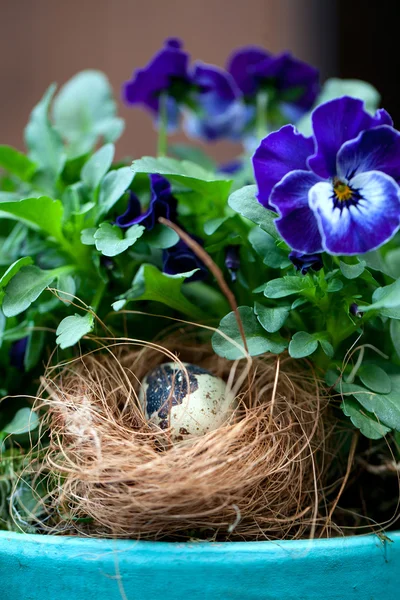 Easter nest with egg in a pot with pansies