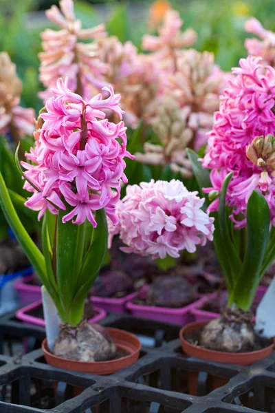Hyacint in bloemenmarkt — Stockfoto