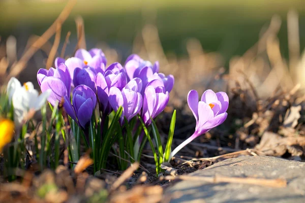 Krokusy na wiosnę — Zdjęcie stockowe