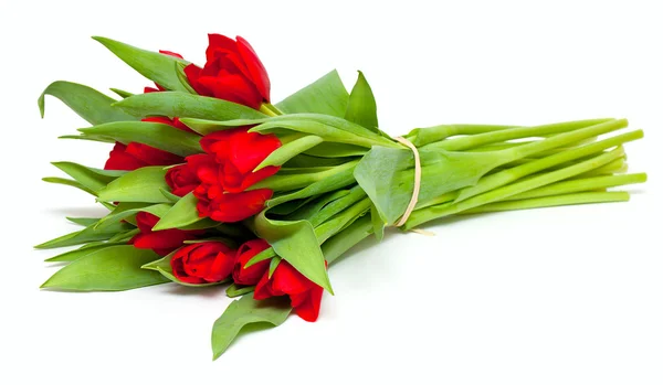 Тесные красные тюльпаны — стоковое фото