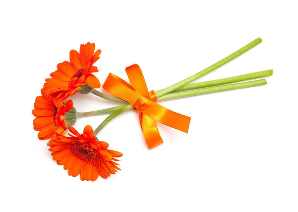 Turuncu gerber çiçek — Stok fotoğraf
