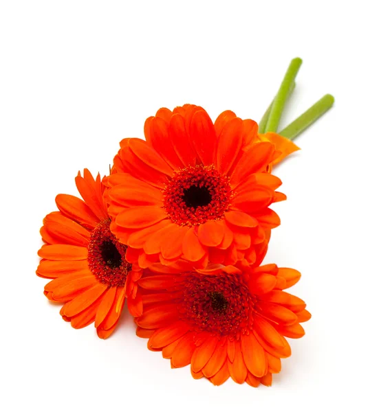 Flor de gerber laranja — Fotografia de Stock