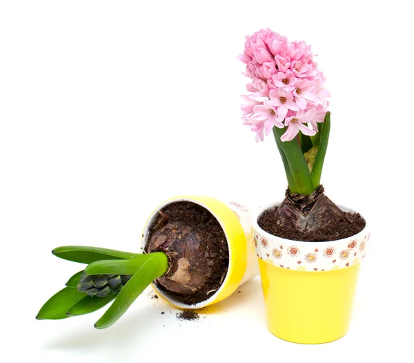 stock image Growing pink hycinth