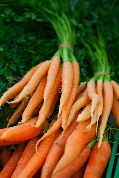 stock image Fresh carrots at farmer