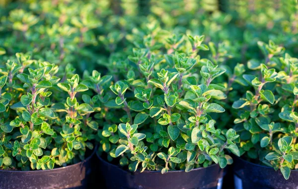 Pots with oregano in evening light — Stock Photo, Image