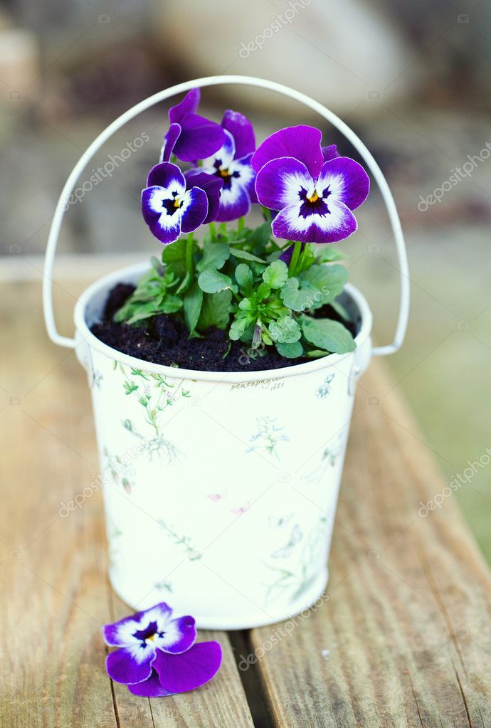 Violet pansies in a romantic bucket in the garden