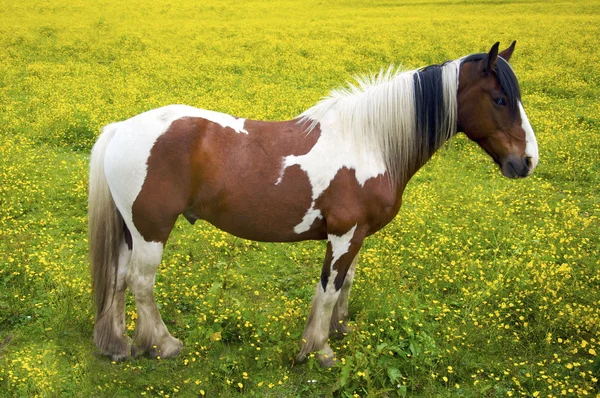 Pie de caballo pinto en campo —  Fotos de Stock