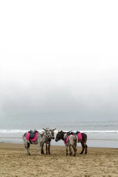 Donki que está parado en el frente de agua en una playa —  Fotos de Stock