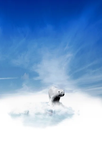Ijsbeer op smeltende pakijs — Stockfoto