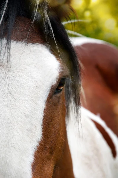 Retrato de caballo de Pinto —  Fotos de Stock