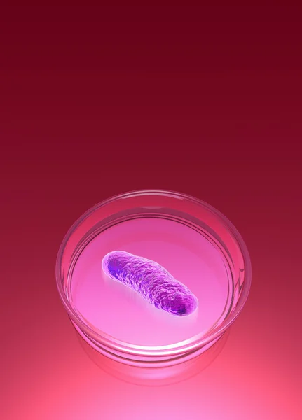 E coli in petri dish — Stock Photo, Image