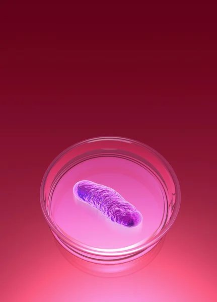 The Bacteria E-Coli in petri dish — Stock Photo, Image