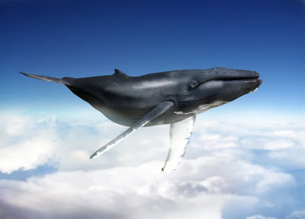 Mavi kambur balina gökyüzünde Yüzme. — Stok fotoğraf