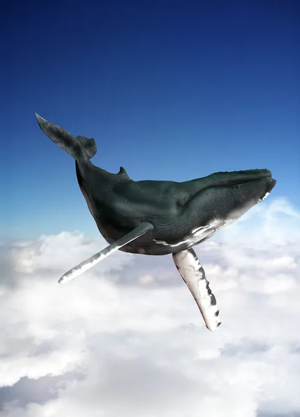 Baleia azul nadando no céu . — Fotografia de Stock