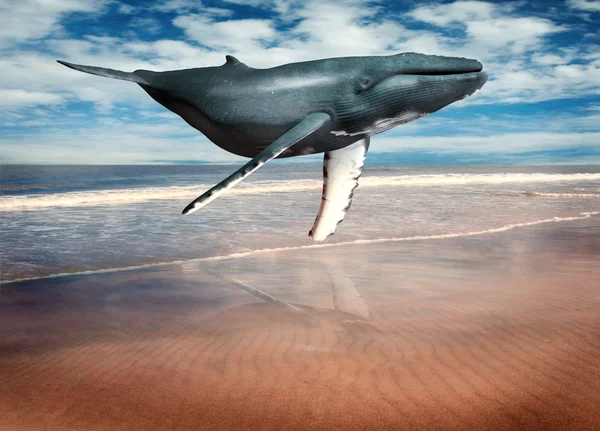 Whale floating above beach — Stock Photo, Image