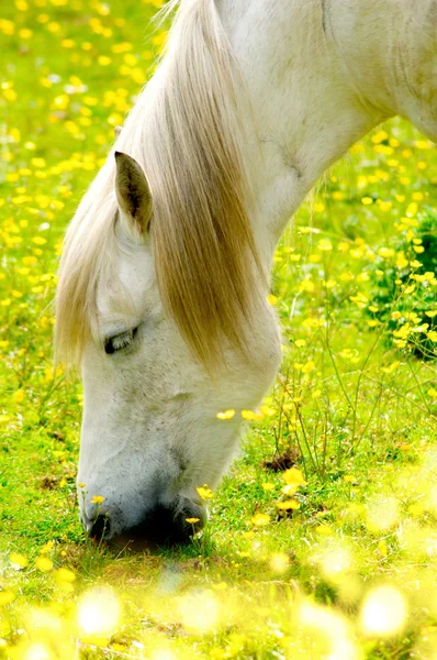 Portrait de cheval blanc Images De Stock Libres De Droits