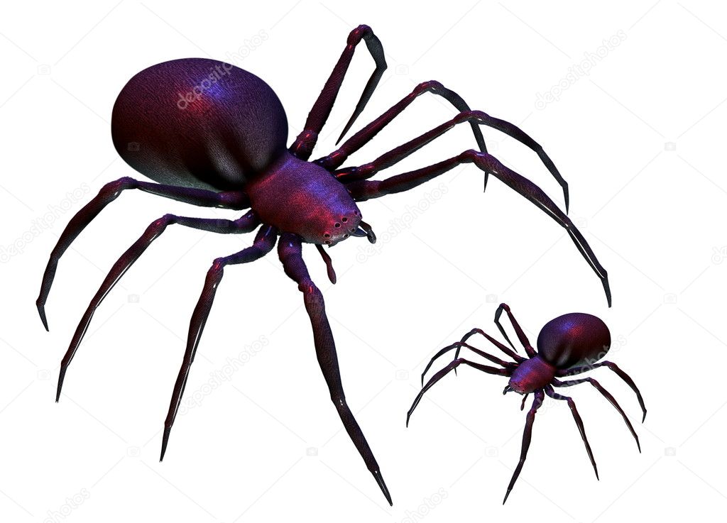 Black Widow Spiders Isolated On White — Stock Photo © Maninblack 10256629