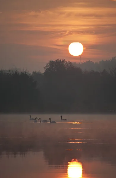 gün batımında Kuğu