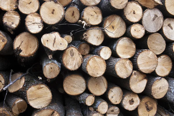 Drewno gotowe z lasu — Zdjęcie stockowe