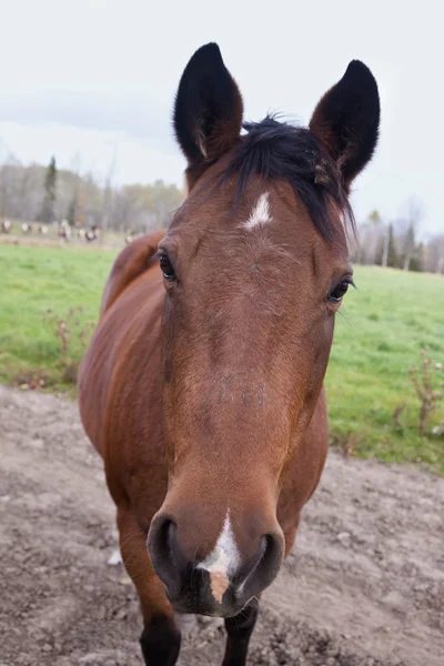 stock image Horse portrait