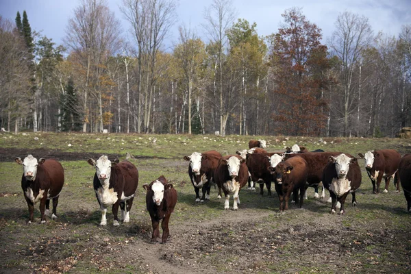 Skot s rodinou celou krávu — Stock fotografie