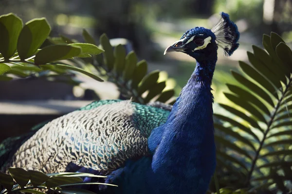 stock image Peacock