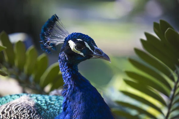 stock image Peacock