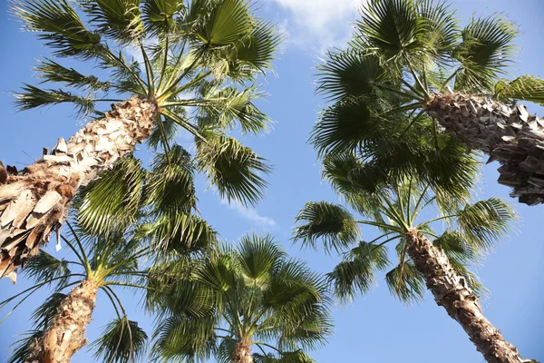 stock image Palms - looking up